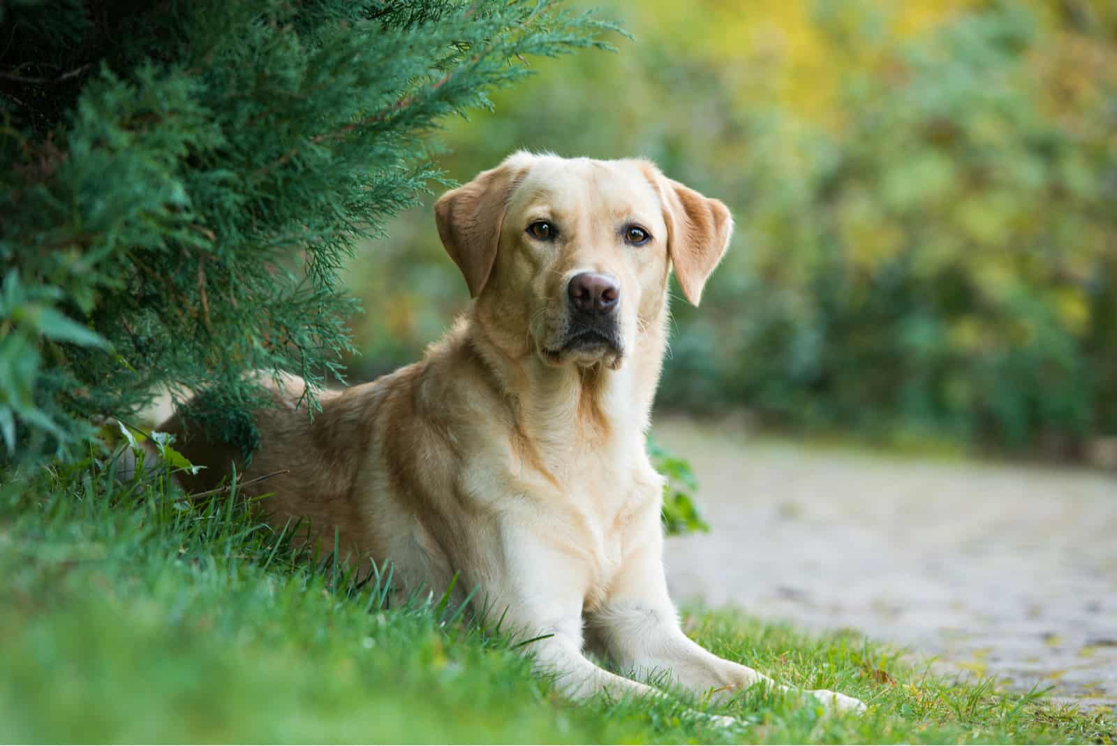 labrador en naturaleza verde