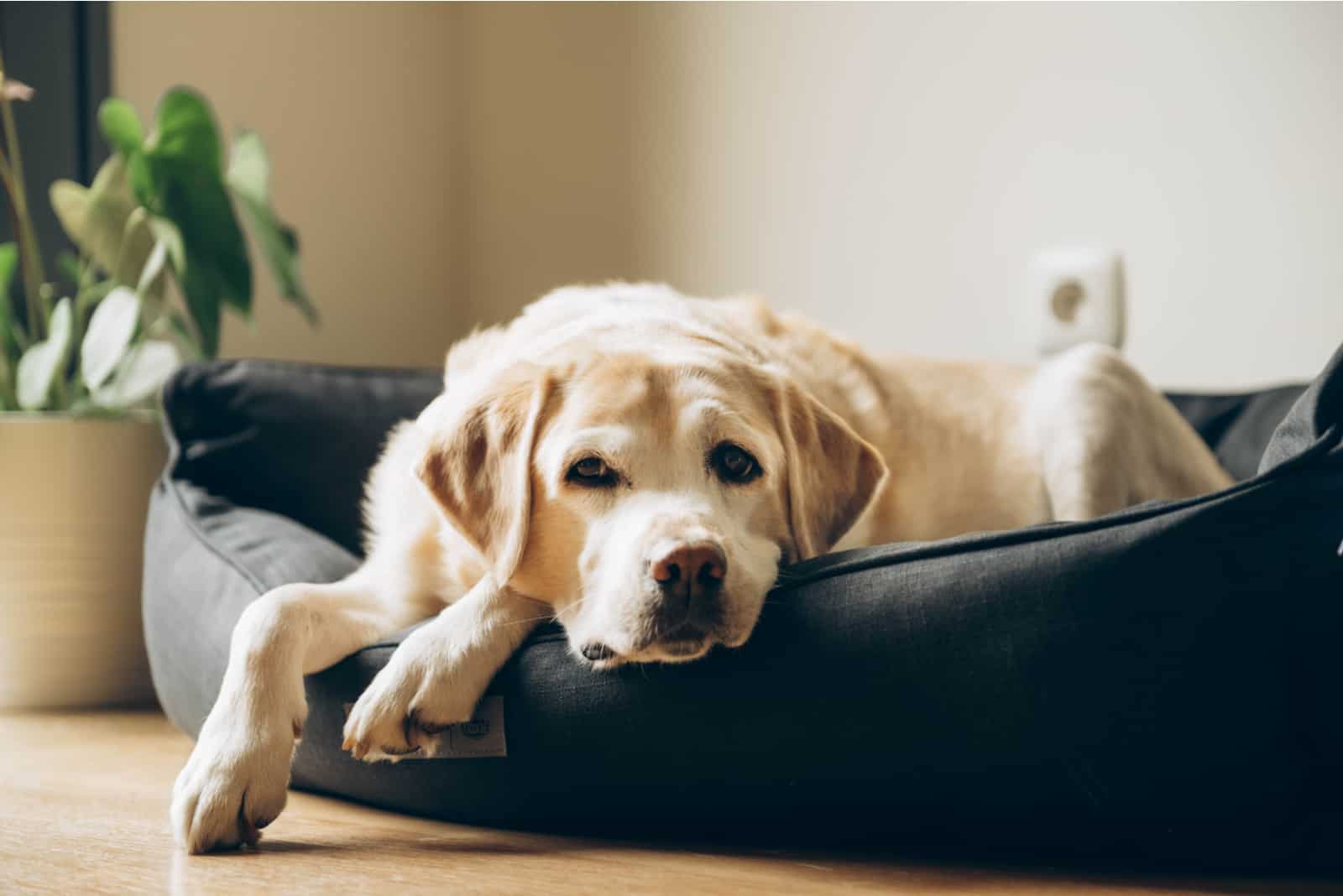 labrador acostado en cama para perros