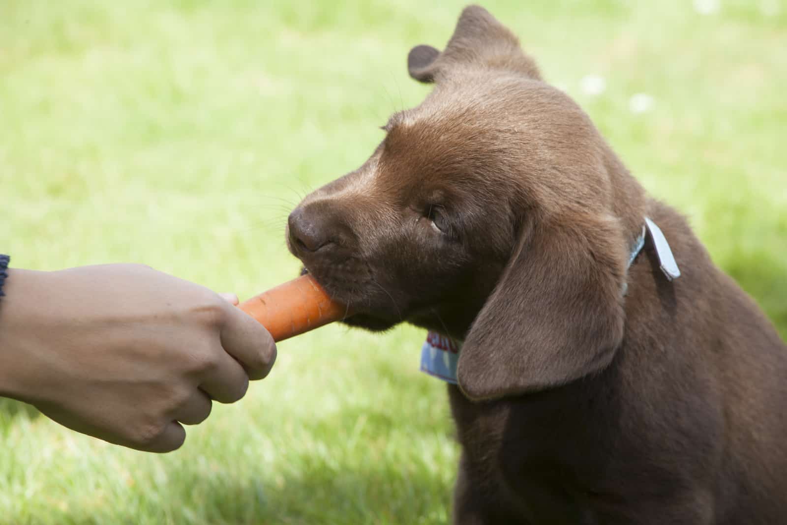 cachorro de labrador comiendo zanahoria