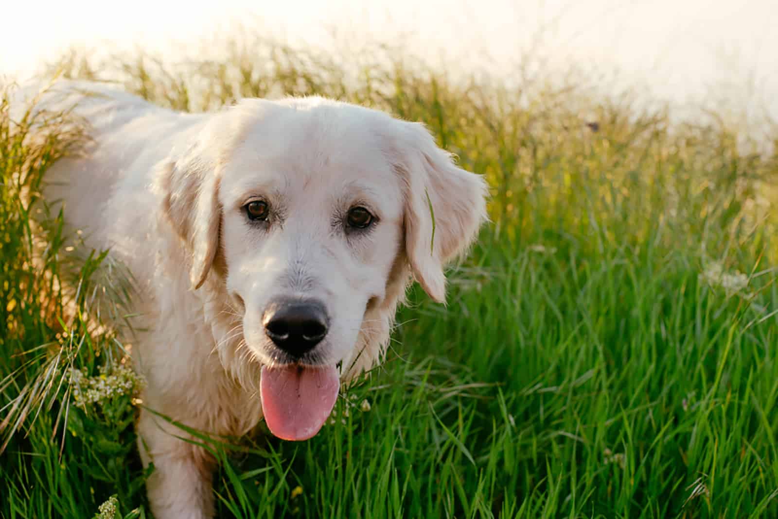 labrador retriever caminando por hierba alta