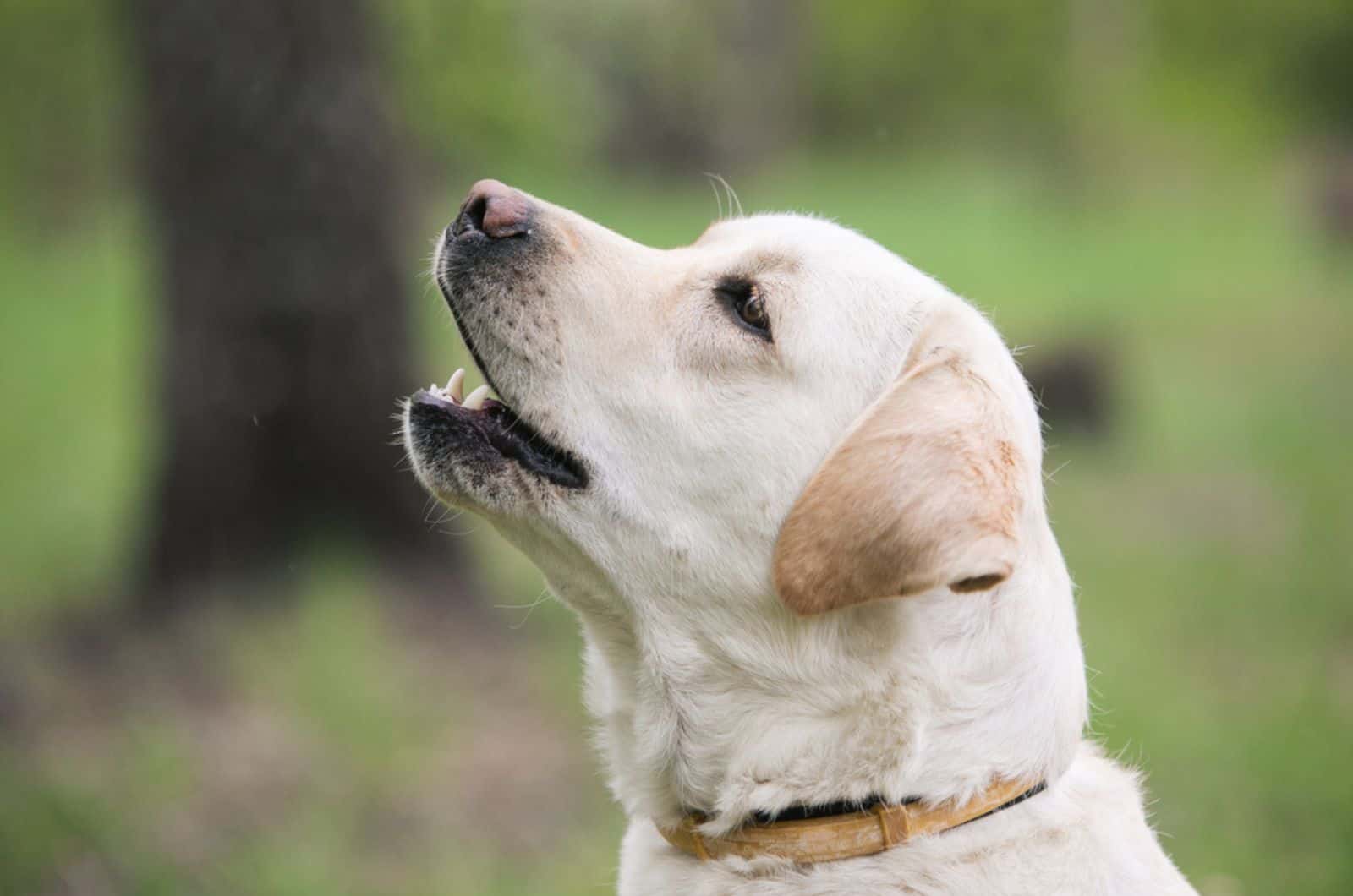 labrador retriever en la naturaleza