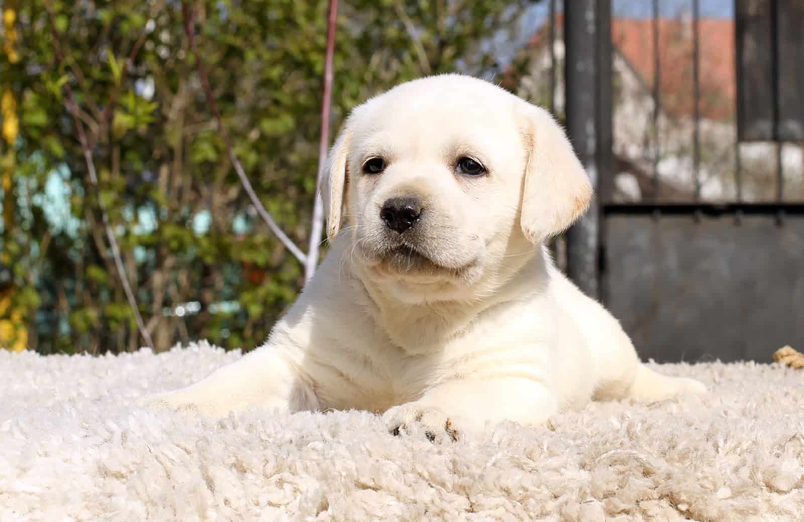 cachorro labrador retriever tumbado en la alfombra beige