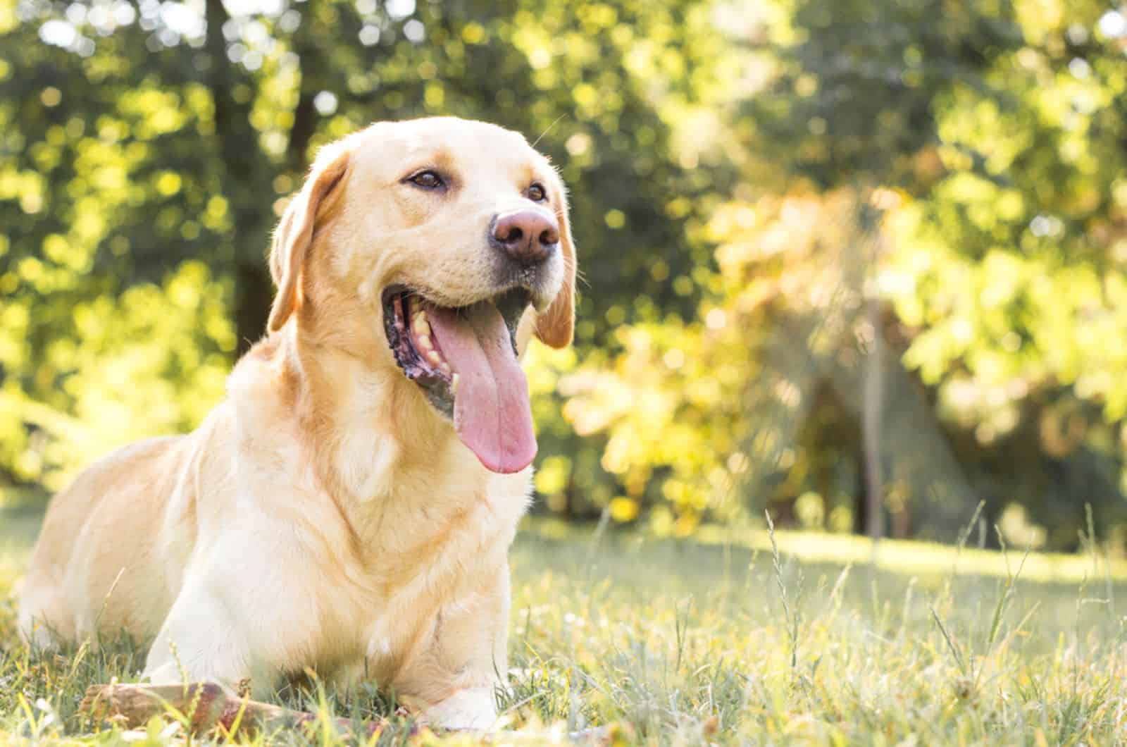 labrador retriever tumbado en el césped