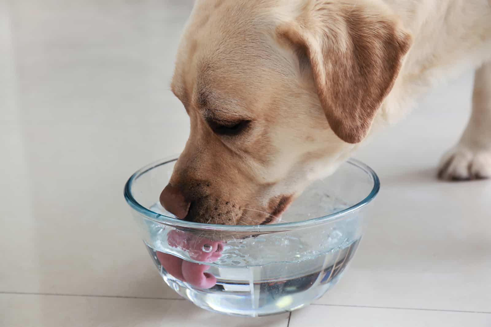 labrador retriever bebiendo agua en casa
