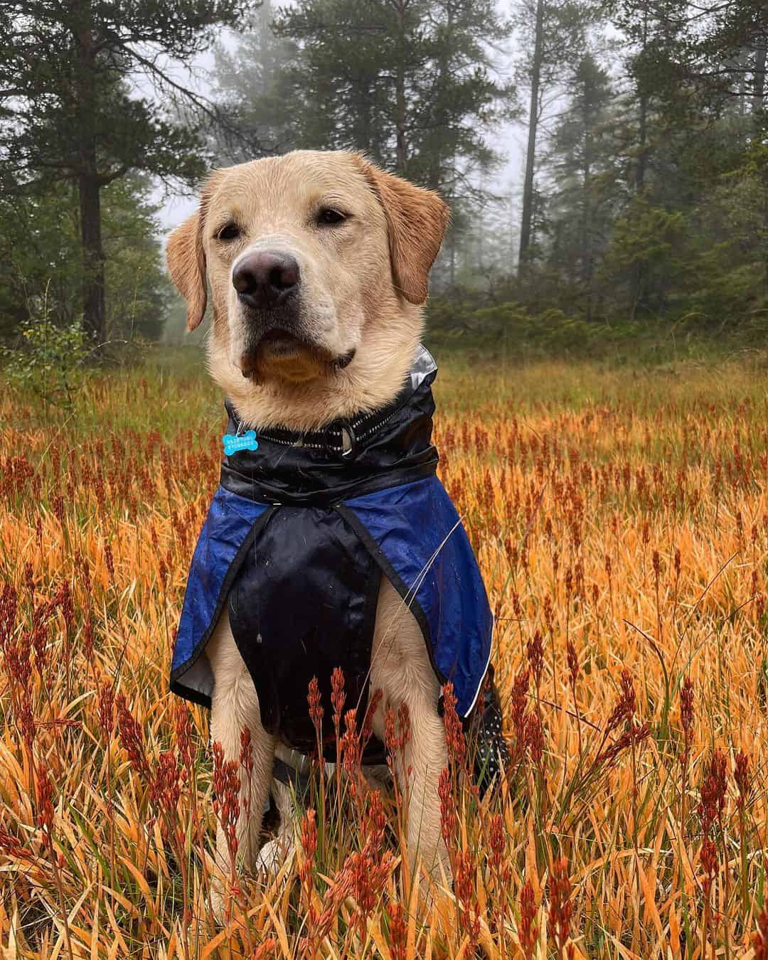 Labrador Retriever en la naturaleza
