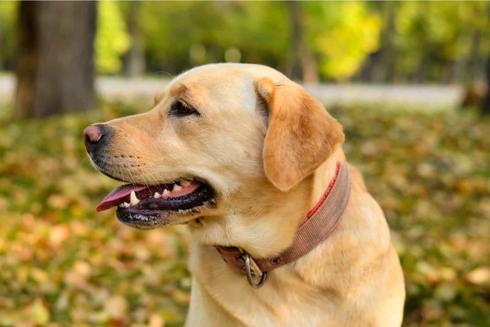 labrador retriever en el parque
