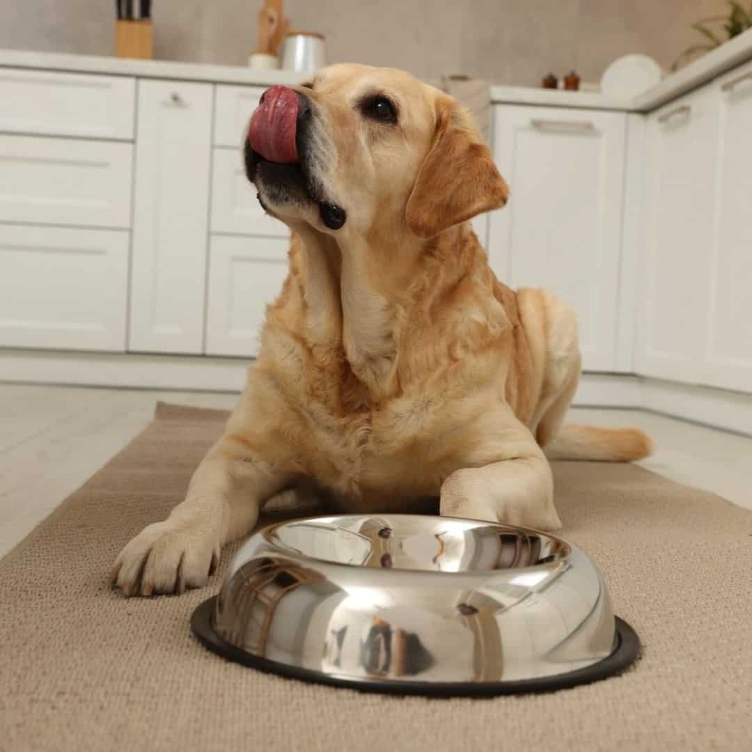 labrador retriever se lame la boca después de comer