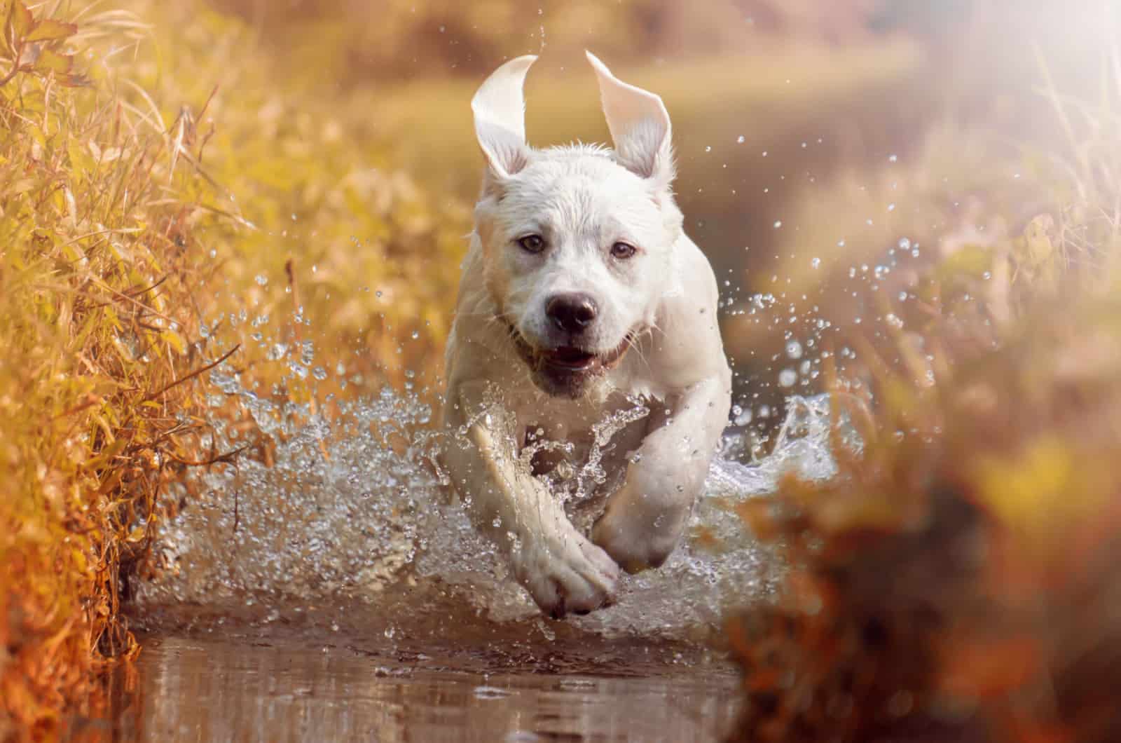 labrador retriever corriendo