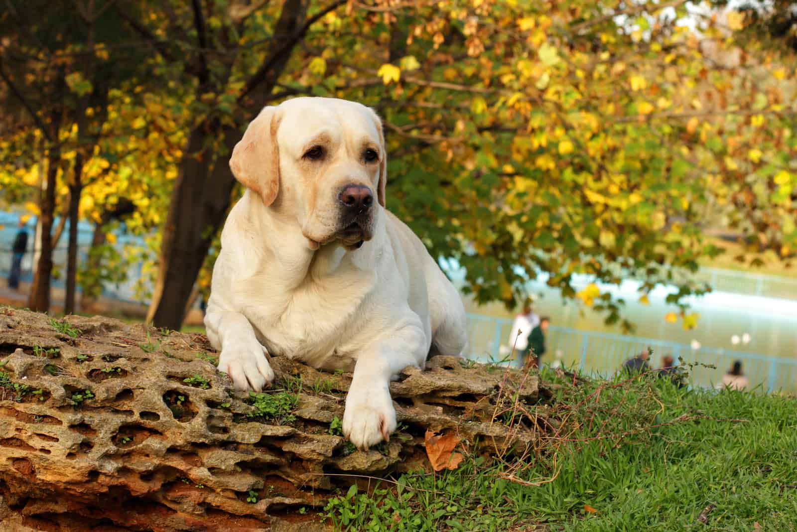 Labrador Retriever sentado en la naturaleza