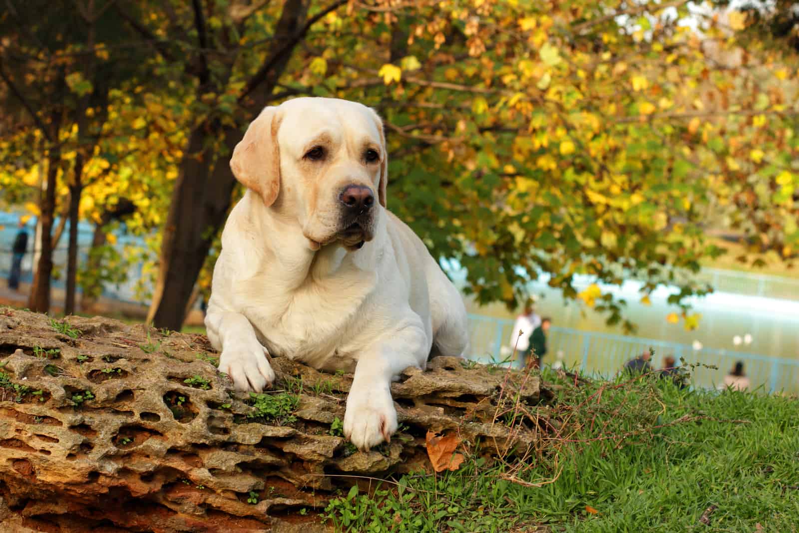 labrador retriever sentado en la naturaleza