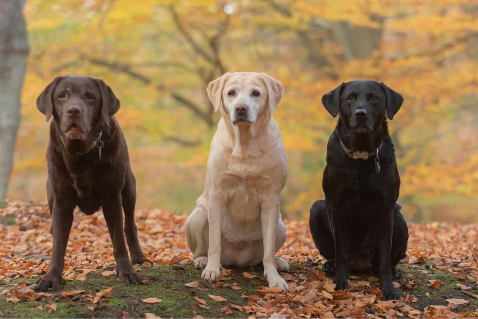 labradores con diferentes colores