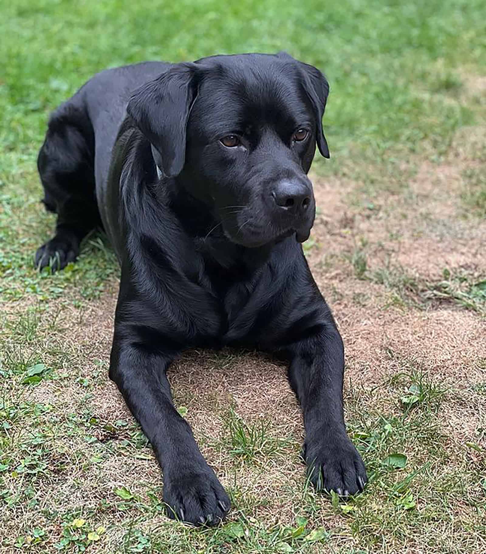 labrottie perro acostado en el césped