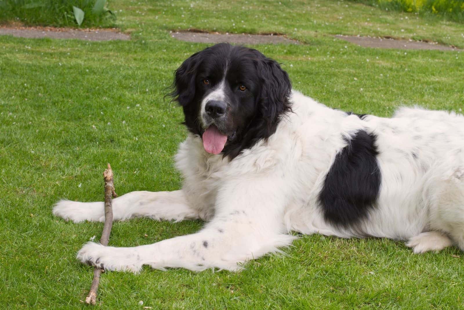 perro landseer tumbado en el jardín con un palo