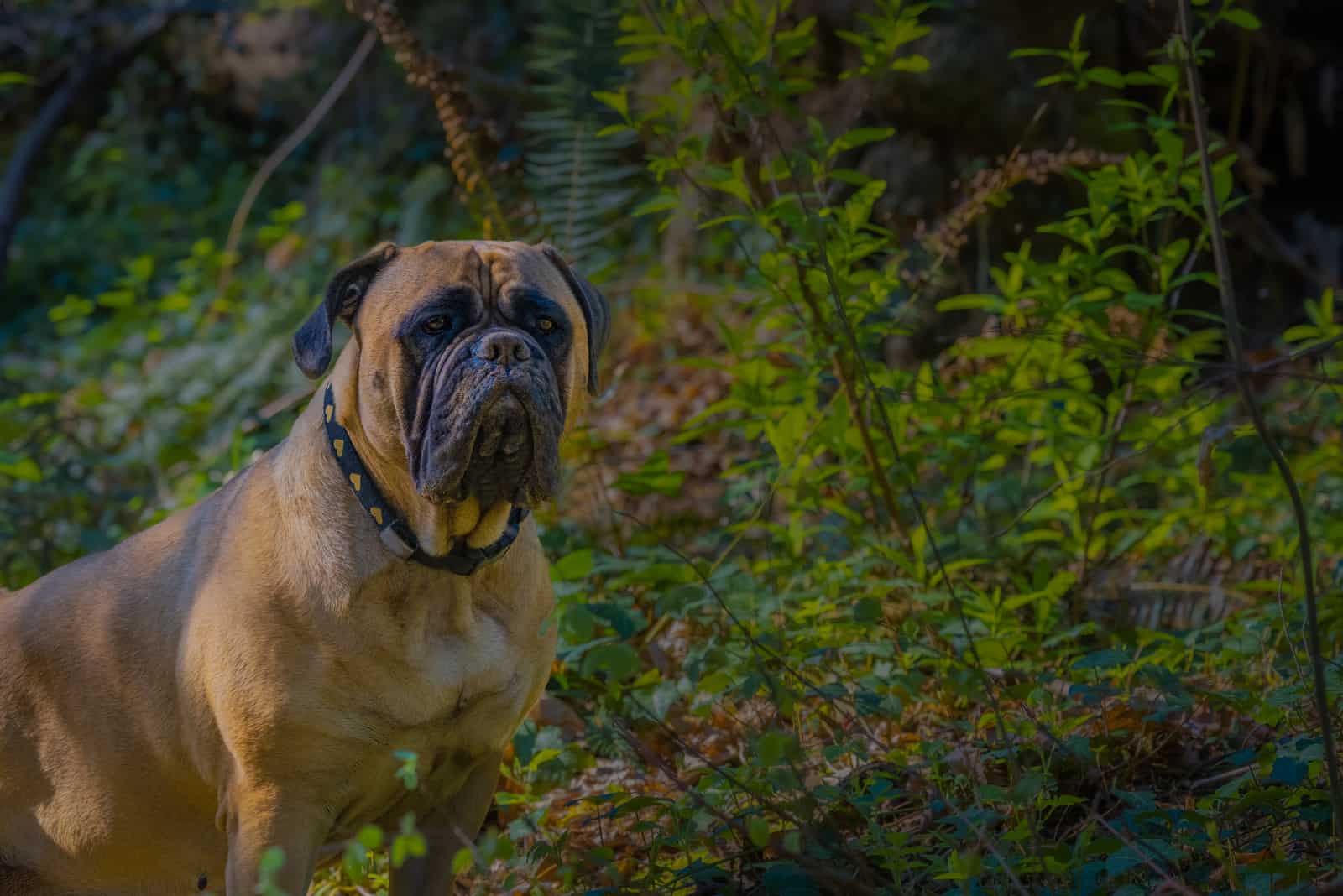 perro bullmastiff grande en el parque