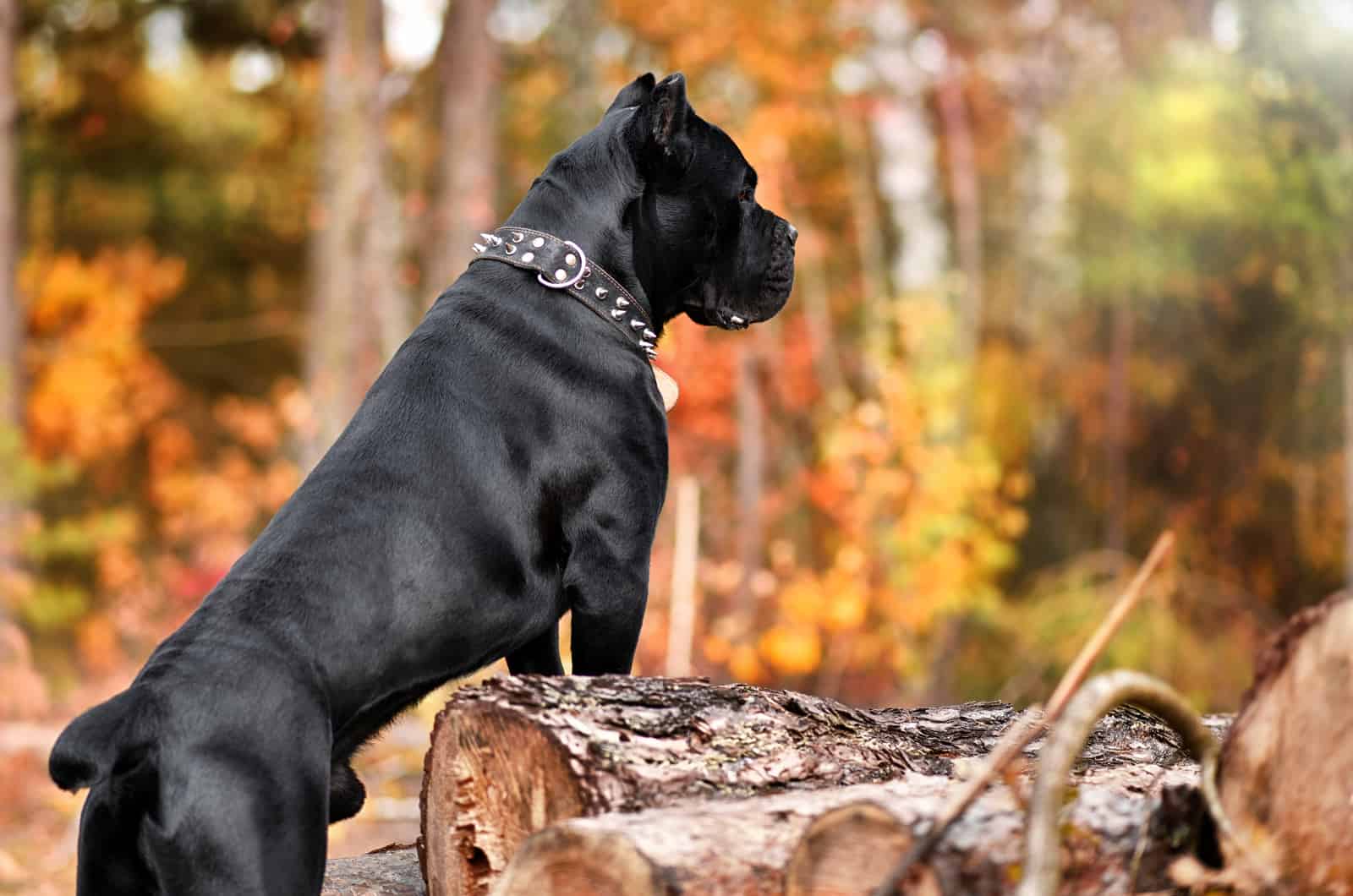 gran cane corso en un bosque