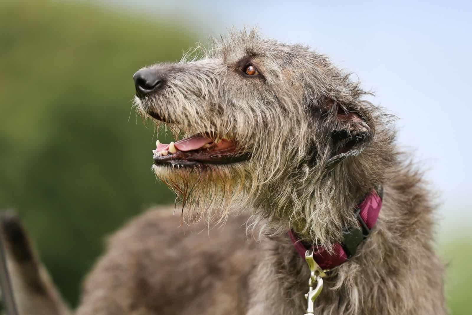 perro de raza grande al aire libre en un día soleado