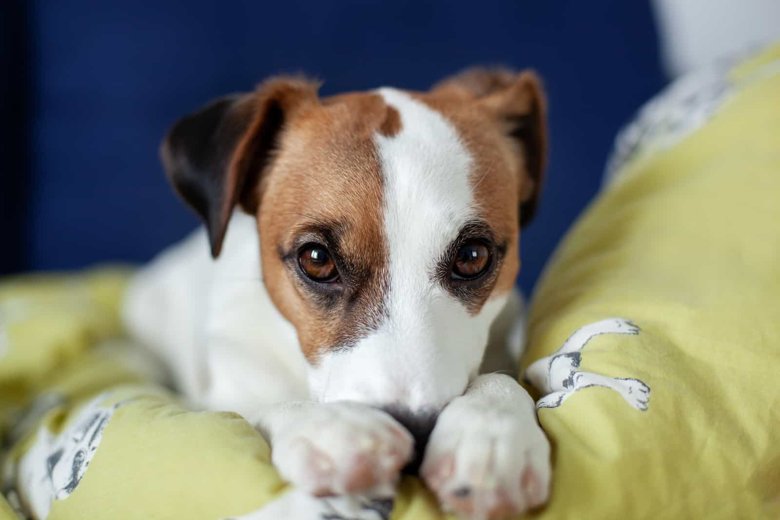 Terrier Jack Russell