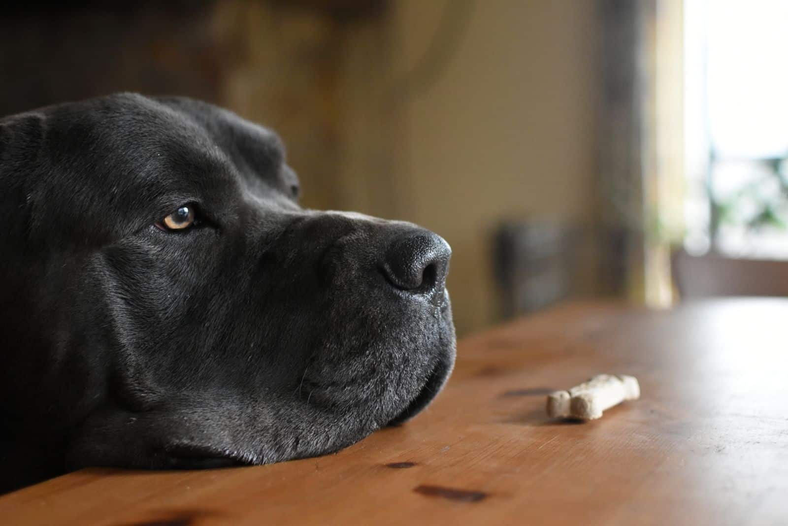 aprendiendo paciencia y autocontrol de un perro enfrentando un premio en la mesa