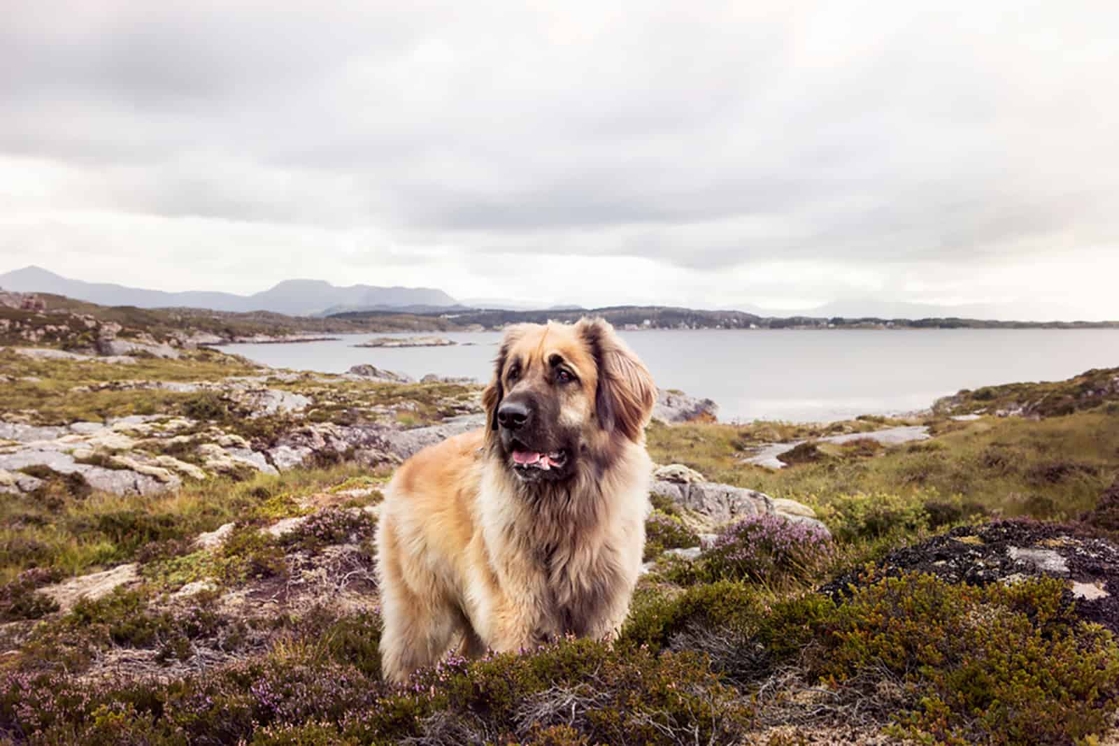 perro leonberger de pie en la naturaleza