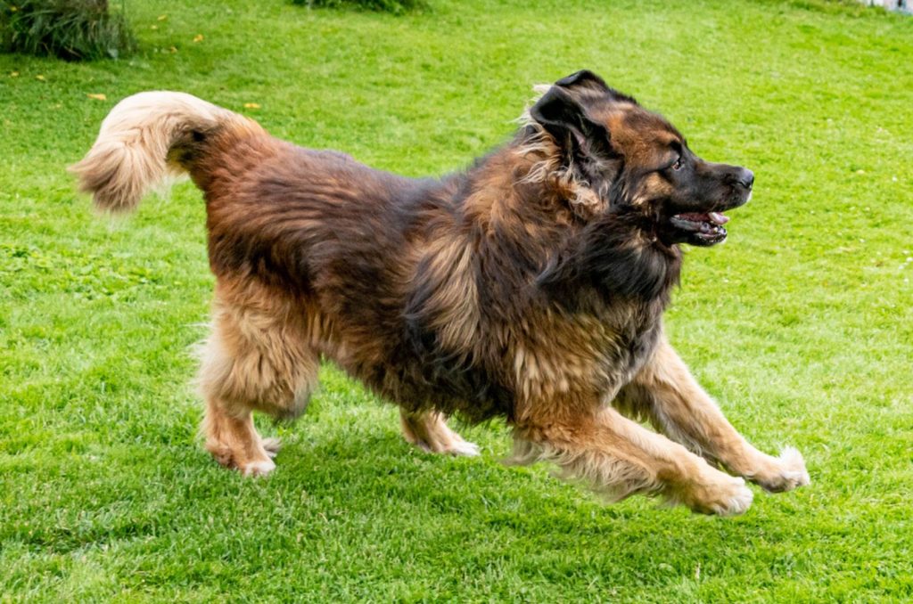 perro leonberger corriendo en el césped