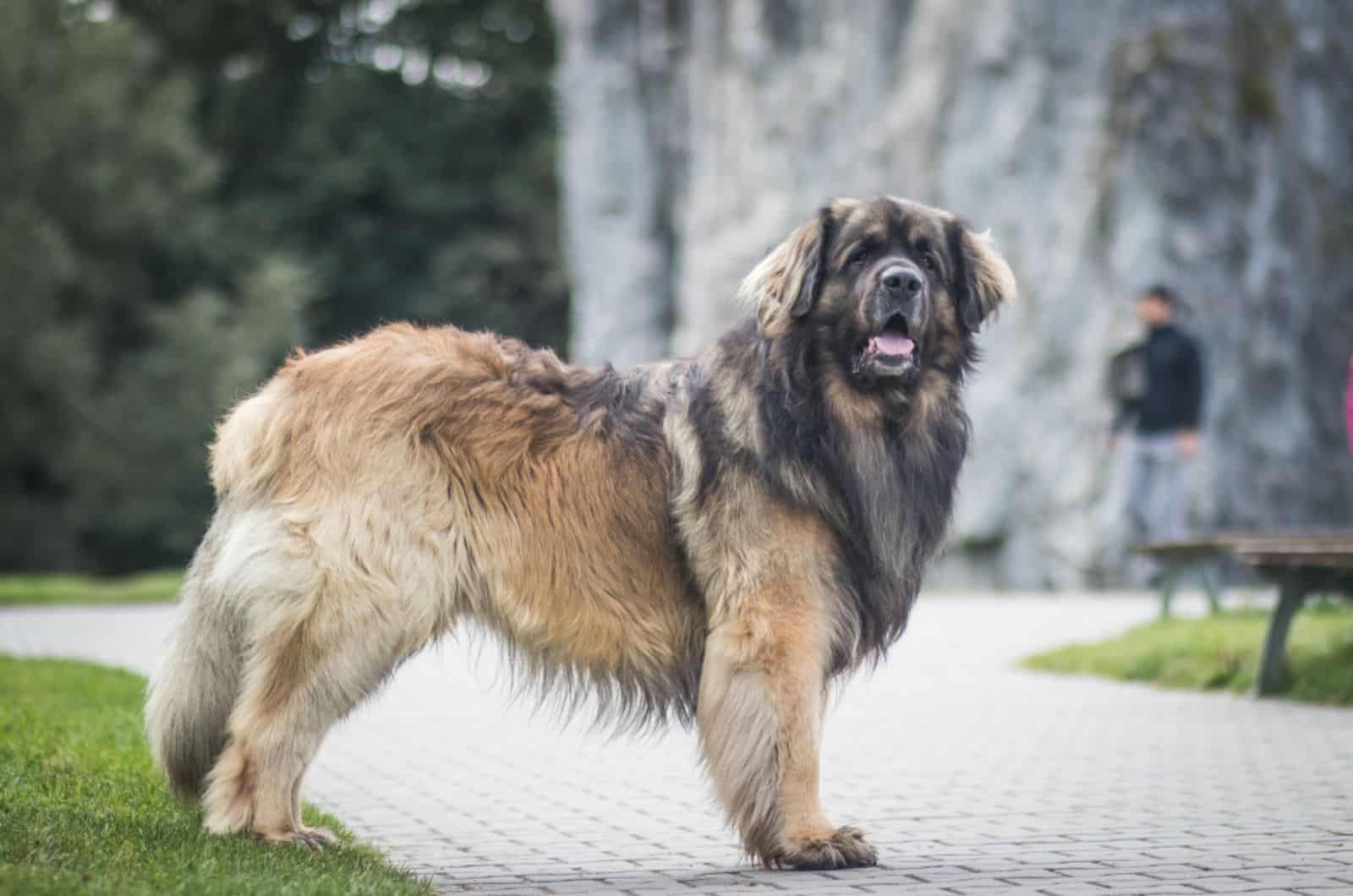 perro leonberger en el parque