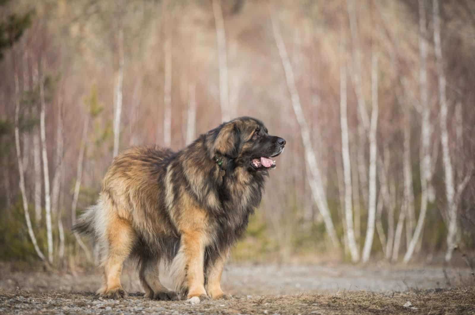 leonberger en el bosque