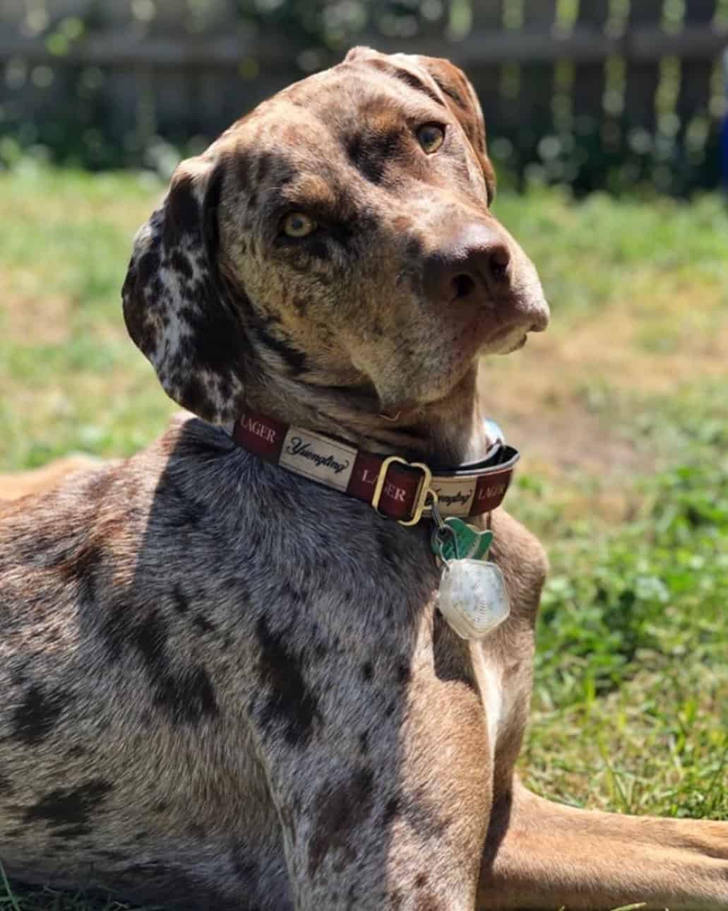 retrato de perro leopardo catahoula