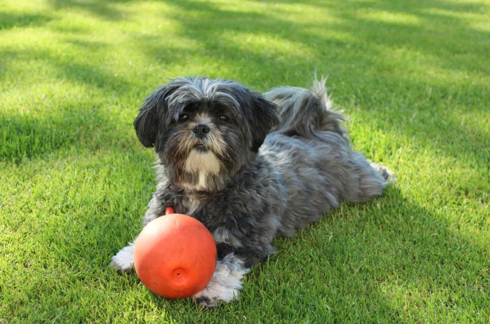 perro lhasa apso jugando con una pelota