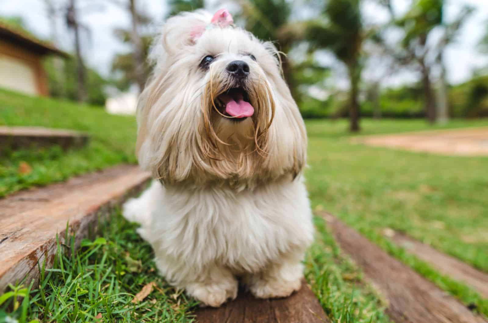 perro lhasa apso en el parque