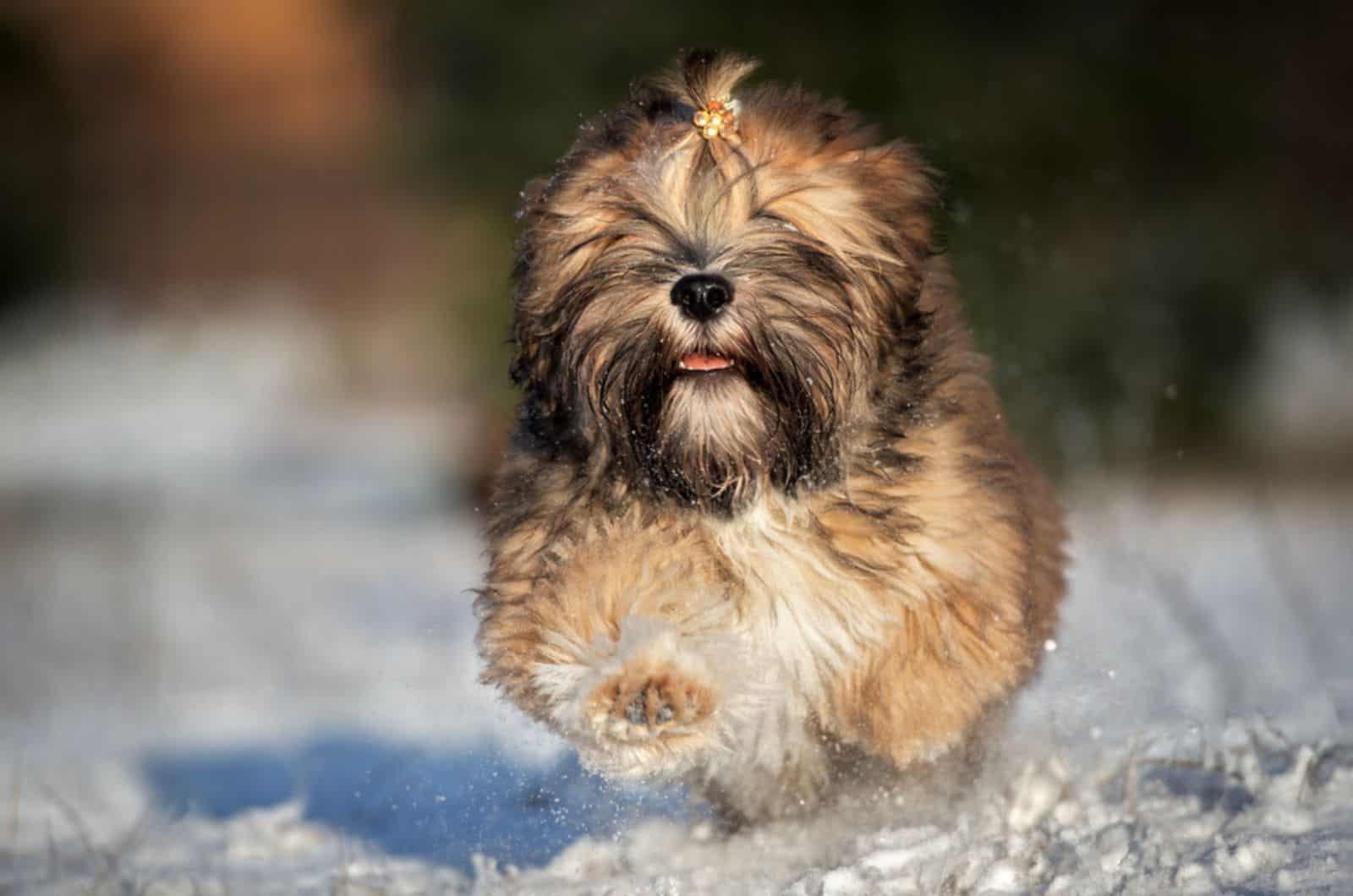 cachorro lhasa apso corriendo en la nieve