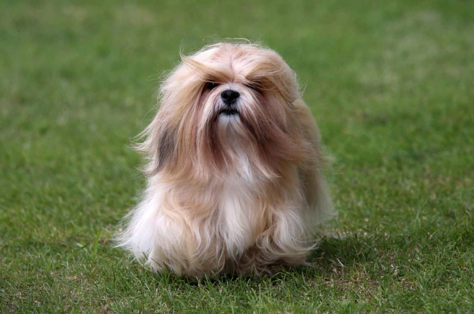 lhasa apso en el parque