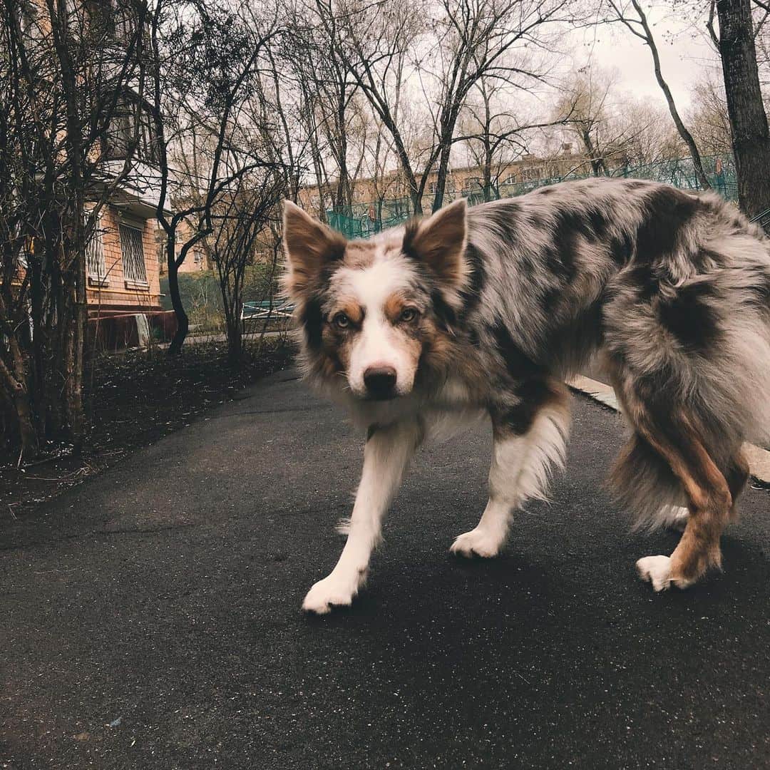 Border collie lila merle