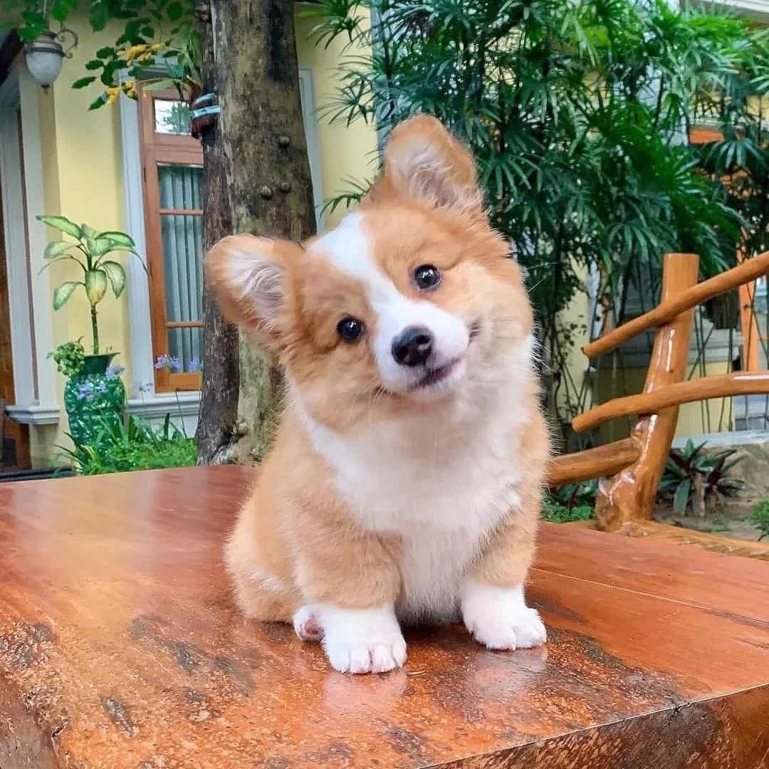 Pequeño cachorro Corgidor