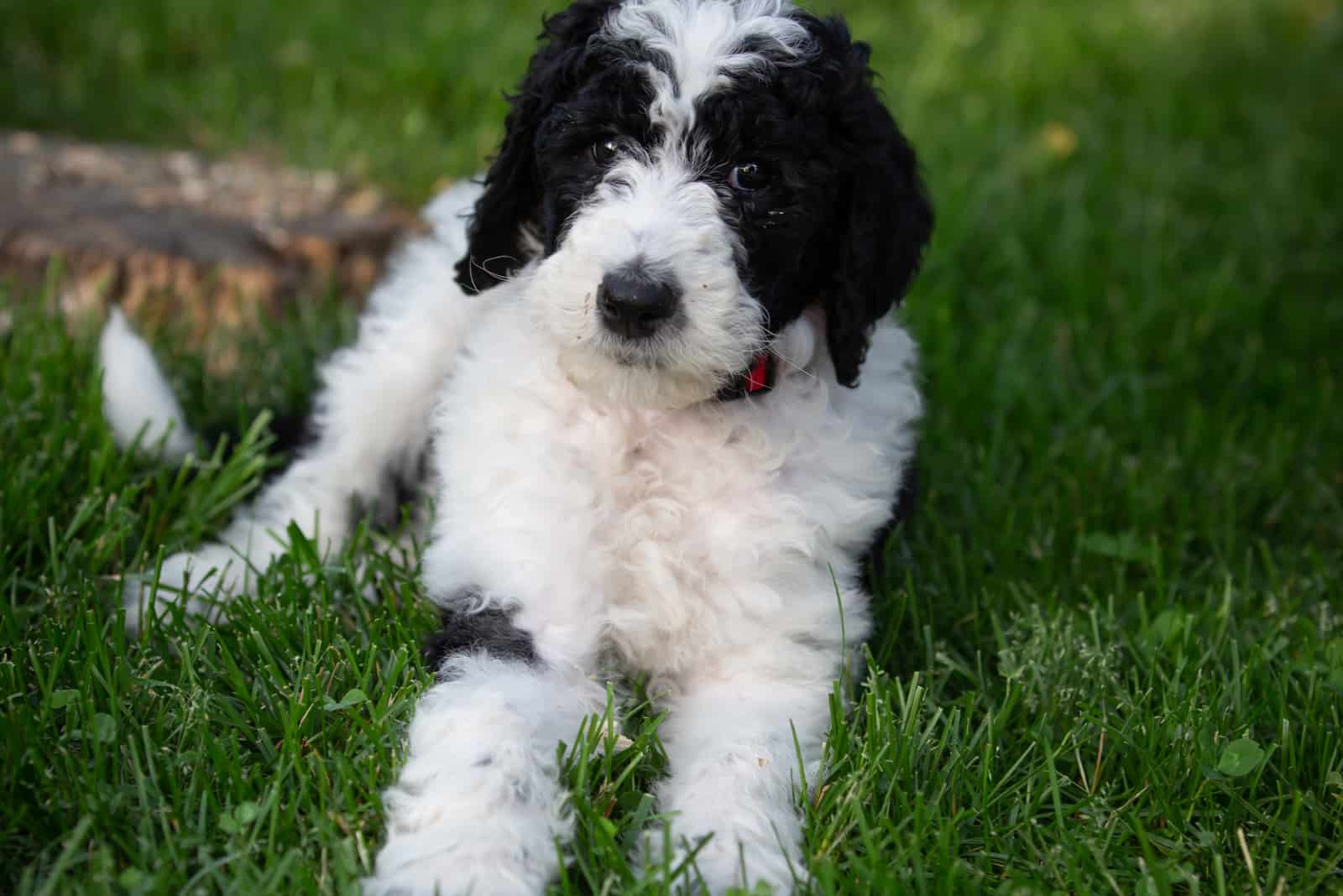 Pequeño Cachorro de Sheepadoodle afuera