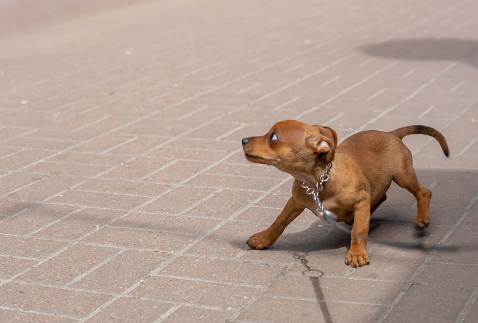 pequeño perro asustado en la calle