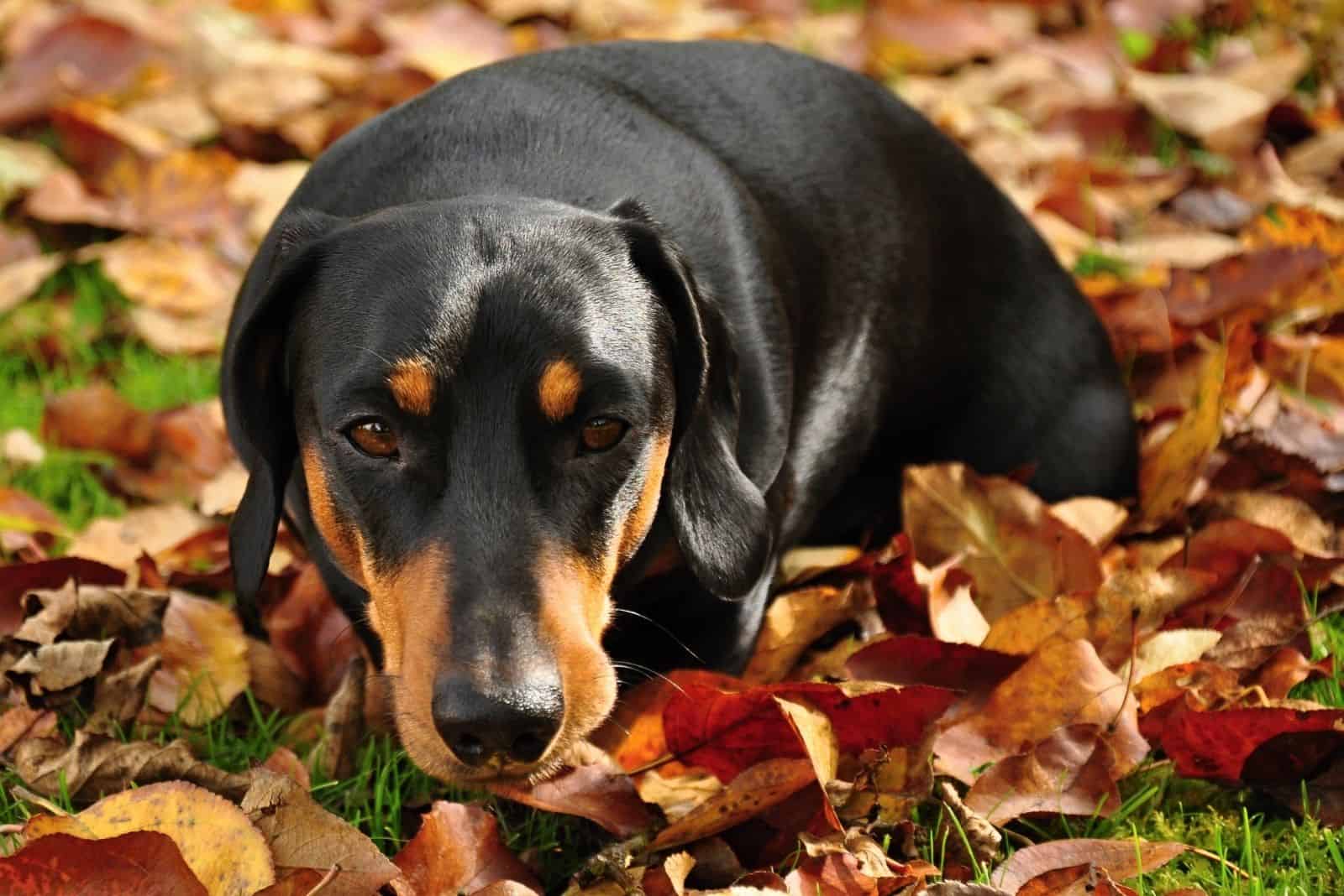 pequeño dachshund negro en jardín otoñal con hojas