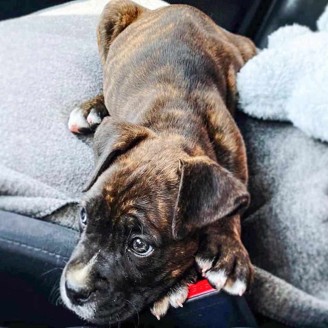 pequeño cane corso boxer mix en un coche