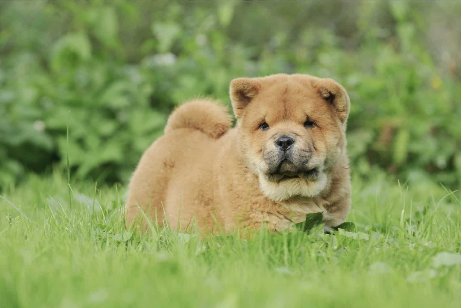 pequeño chow chow acostado en la hierba