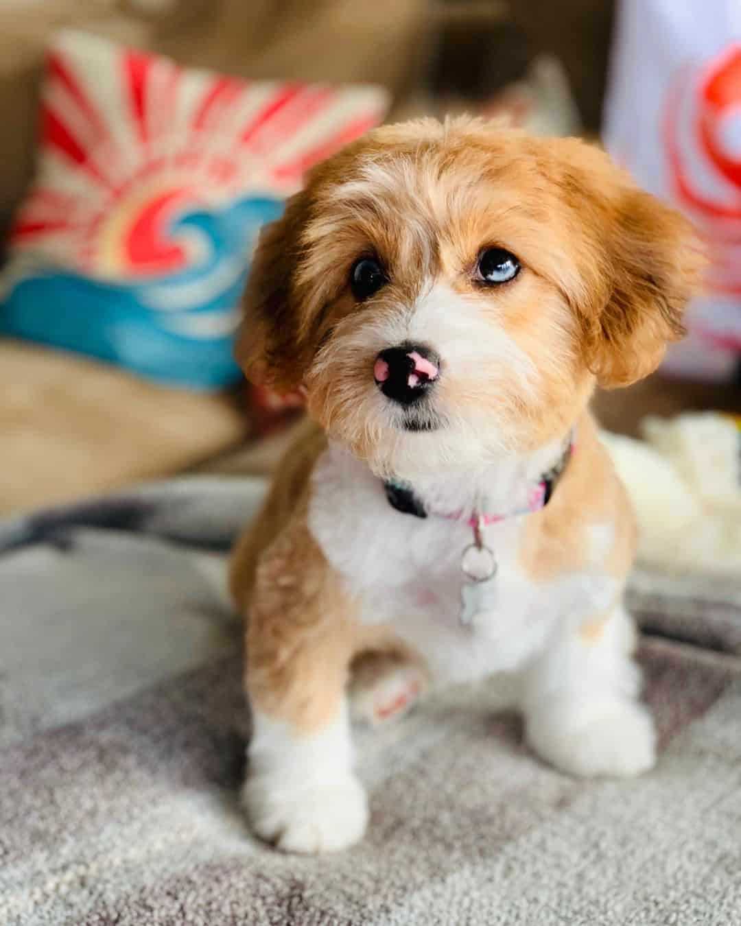 pequeño lindo cachorro corgipoo de pie en la cama