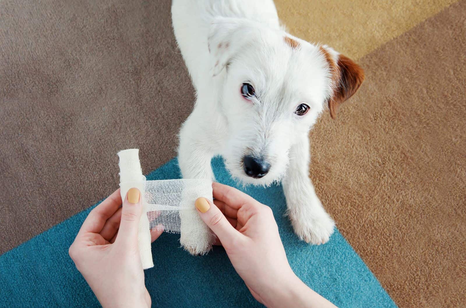 pequeño perro lastimándose