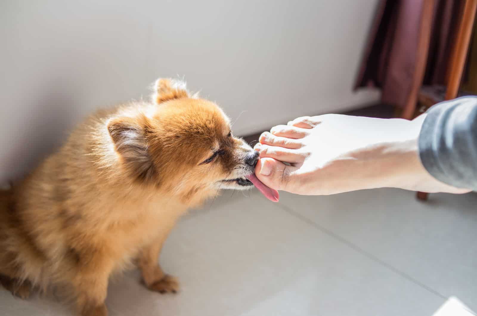 pequeño perro lamiendo los pies del dueño
