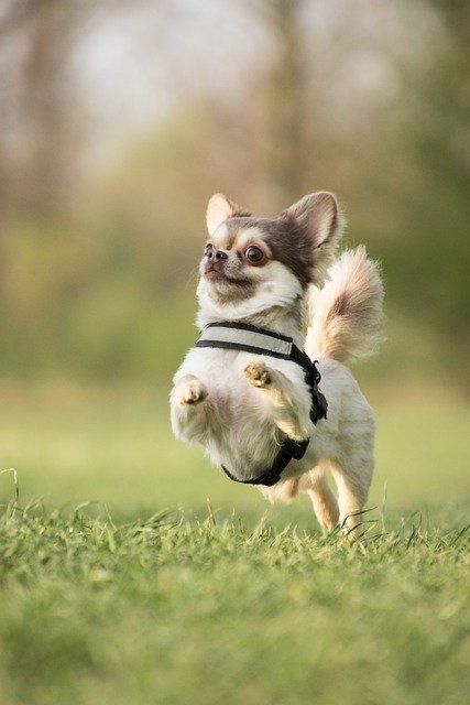 perrito corriendo en el parque