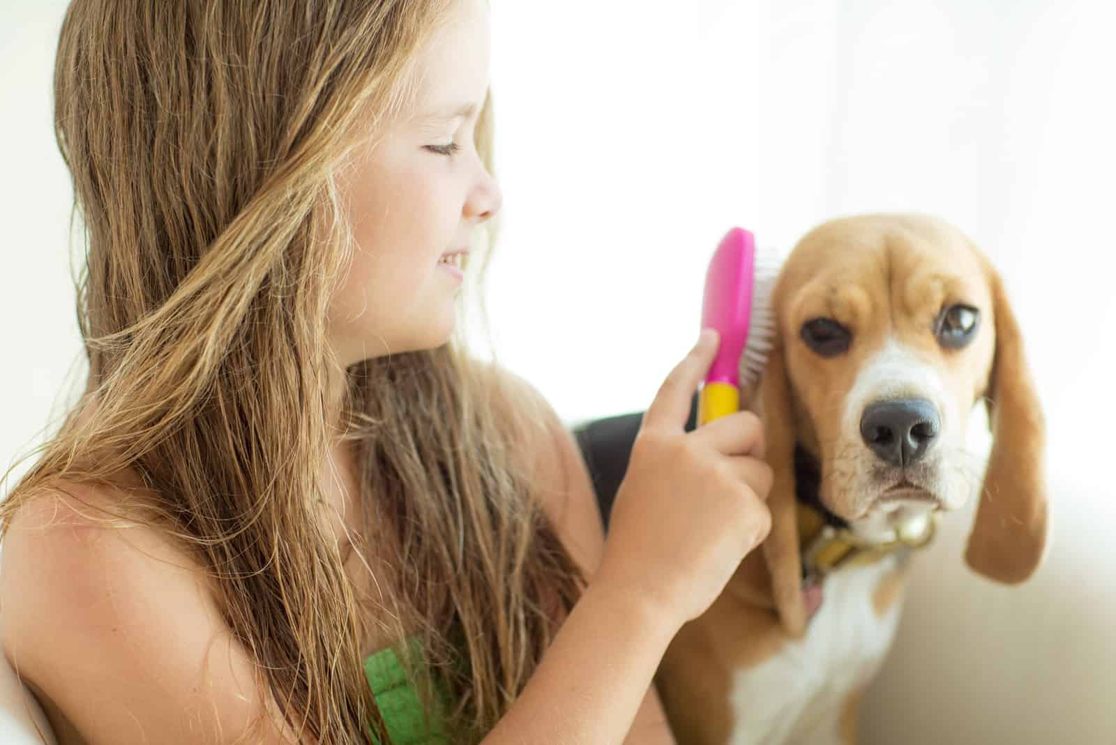 niña pequeña cepillando a su perro beagle