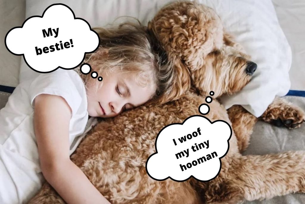 una niña duerme en los brazos del goldendoodle