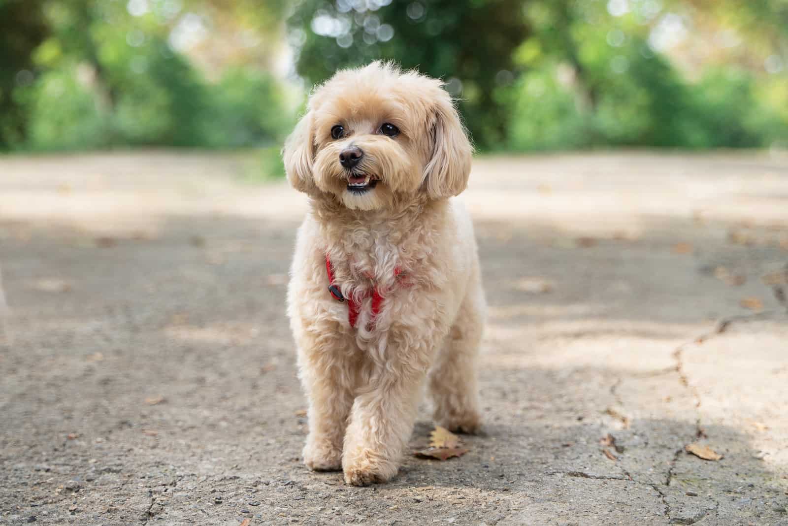 pequeño cachorro maltipoo caminando en el parque