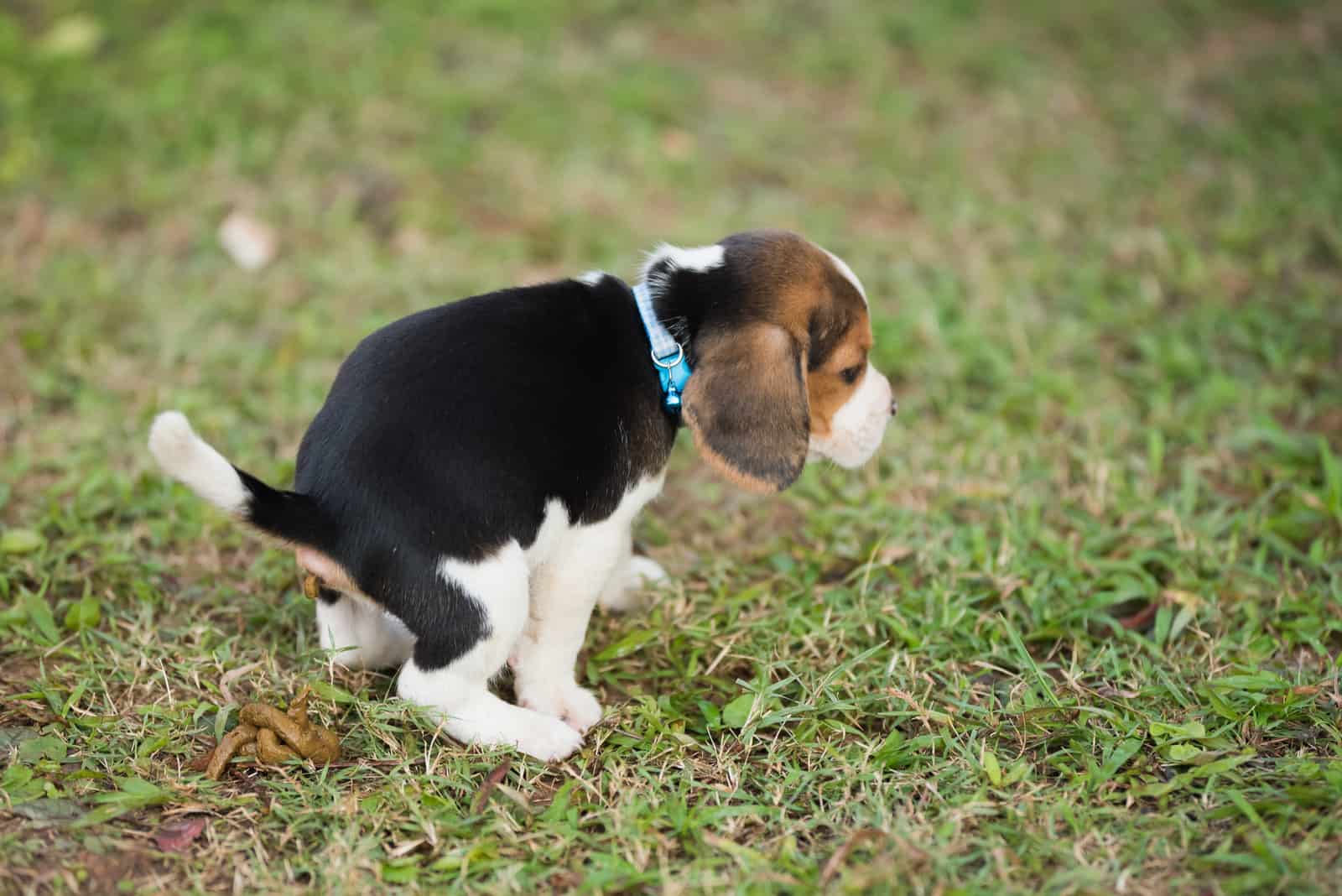 cachorro pequeño defecando en el césped