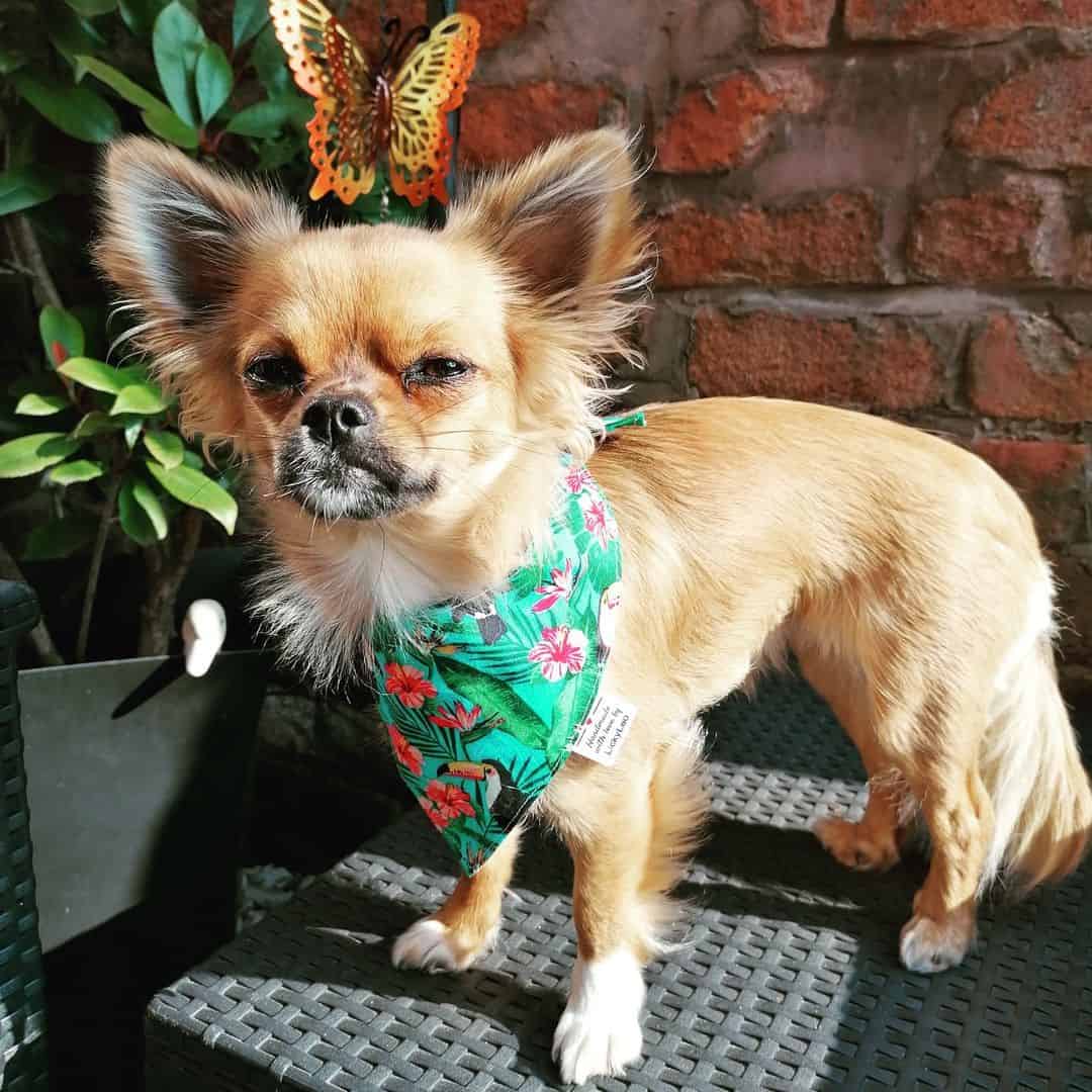 pequeño cachorro de pie sobre la mesa