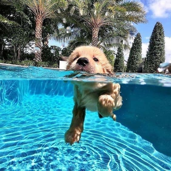 cachorrito nadando en una piscina