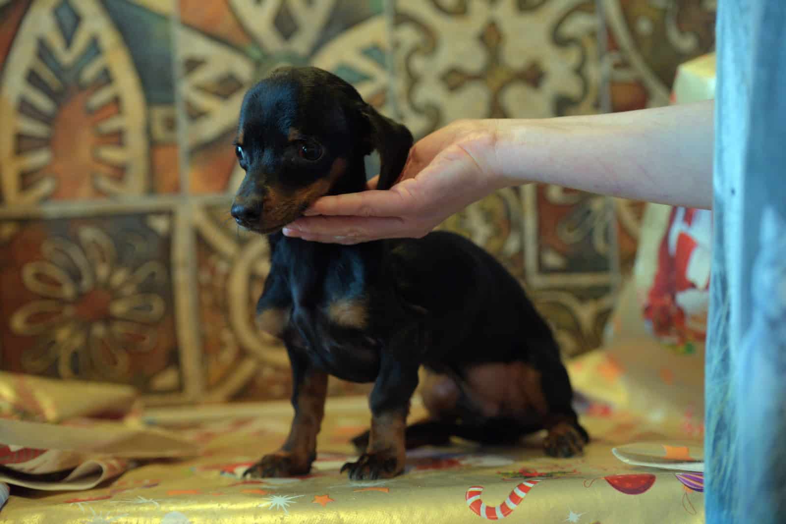 cachorro dachshund enfermo hidrocéfalo