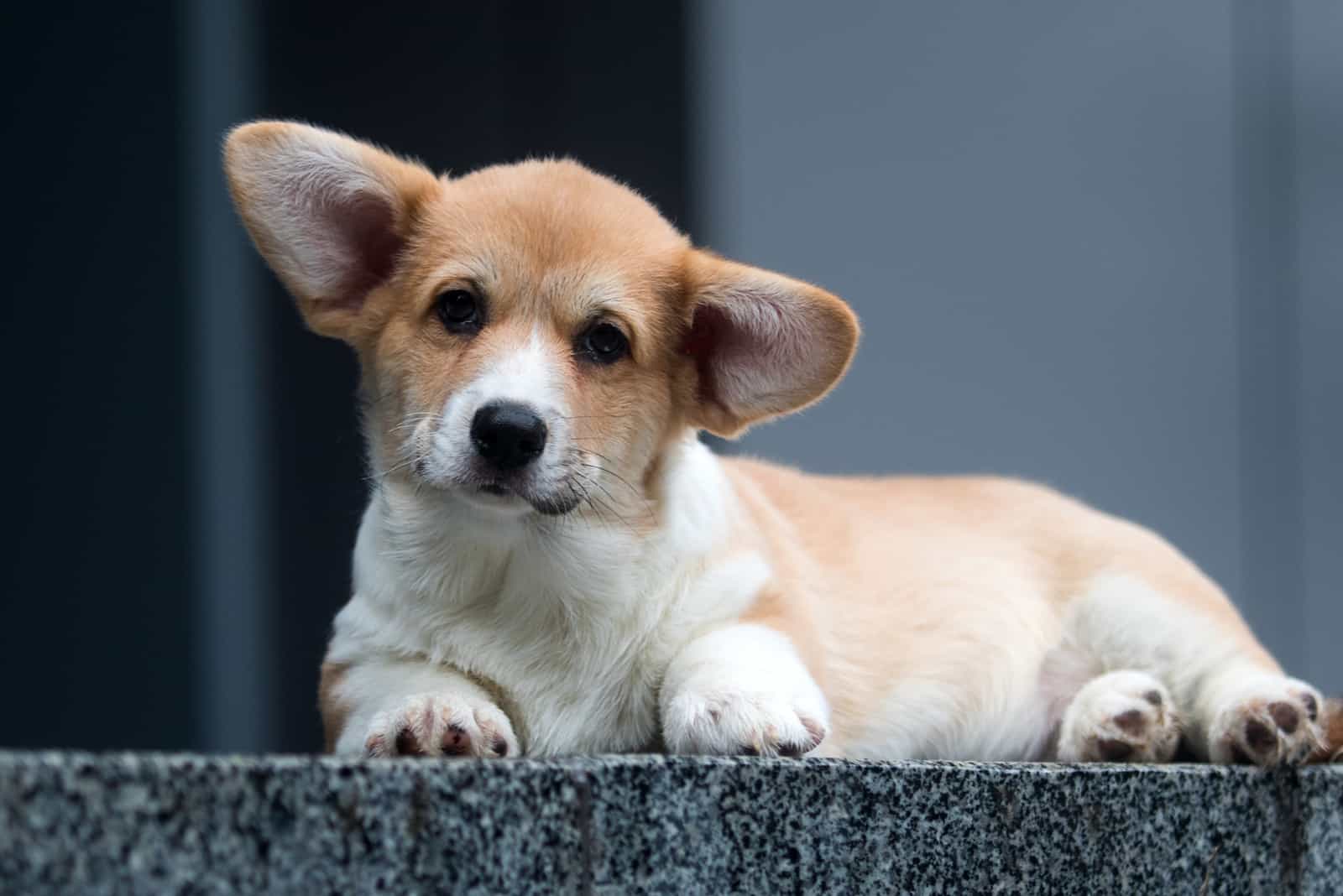 pequeño cachorro de Welsh Corgi en el porche de la casa